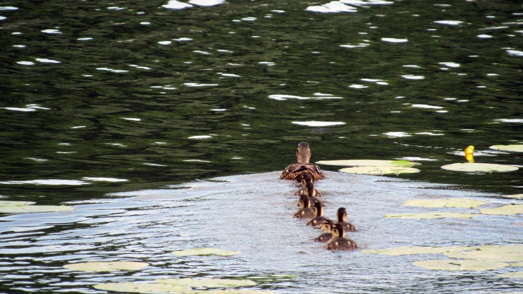 l'anatra con gli anatroccoli galleggia sull'acqua foto