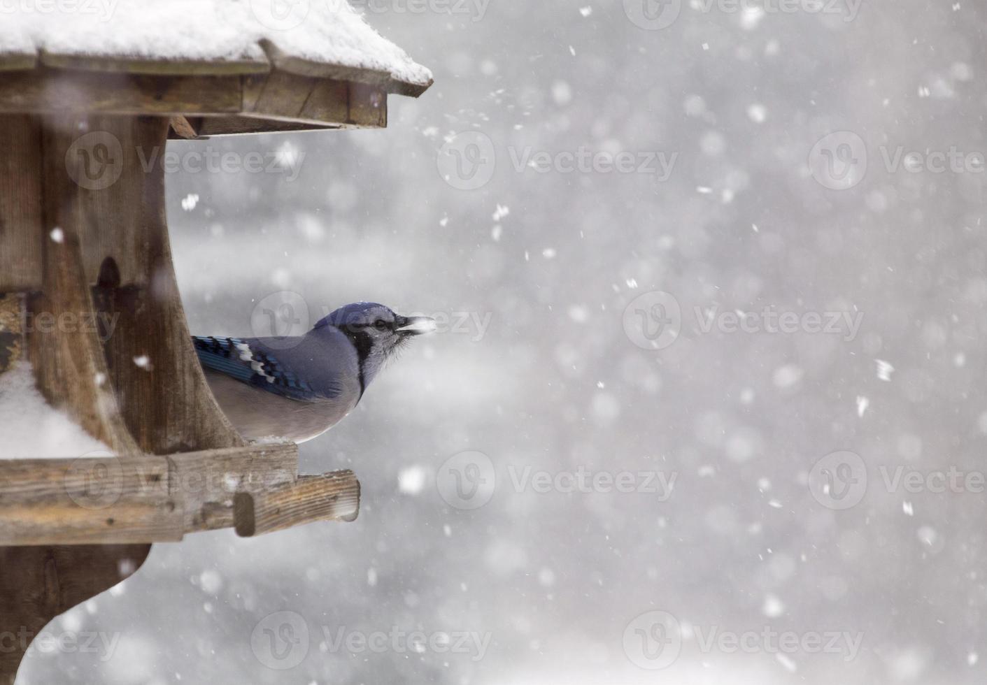 ghiandaia azzurra all'inverno della mangiatoia per uccelli foto