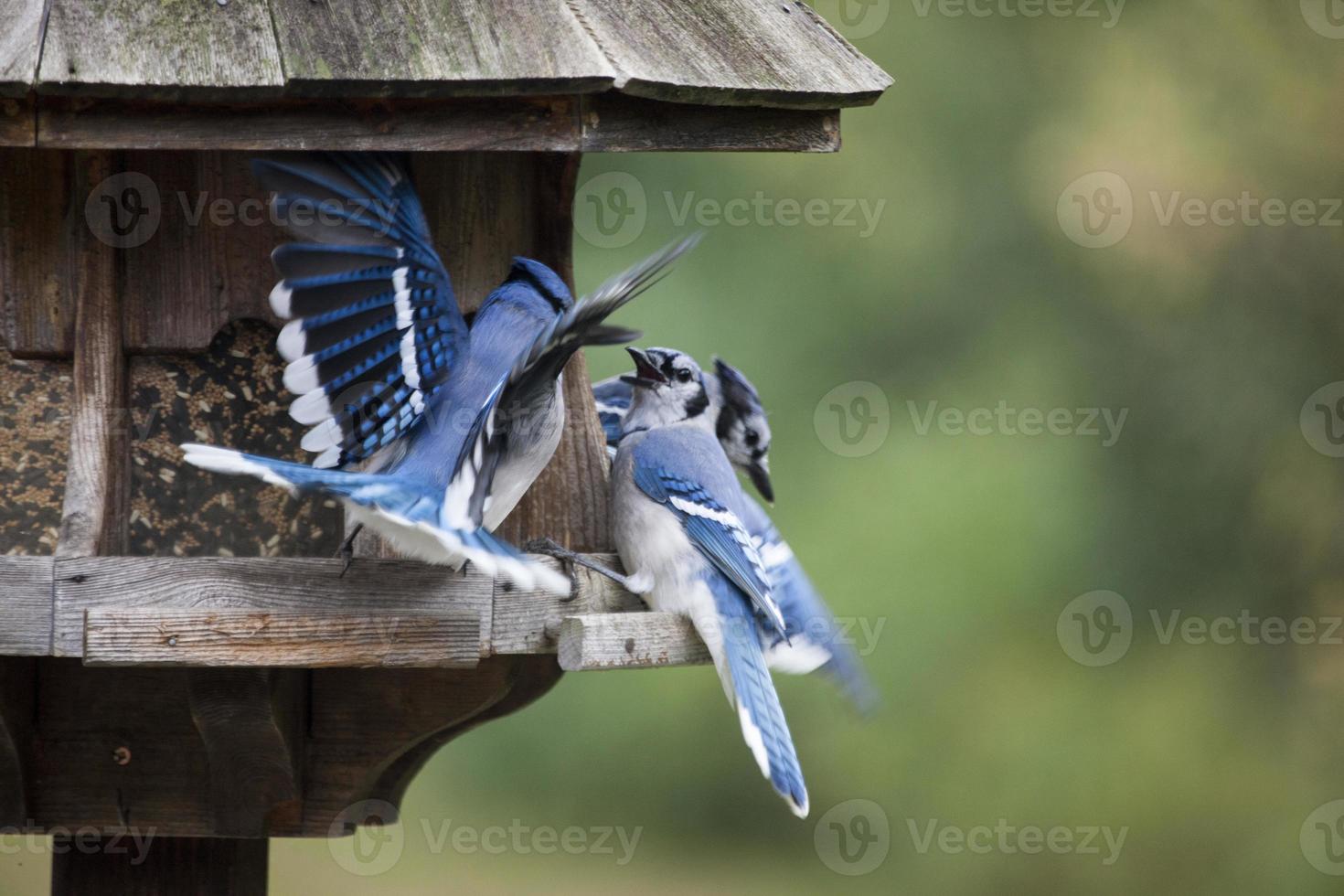 ghiandaia blu all'alimentatore foto