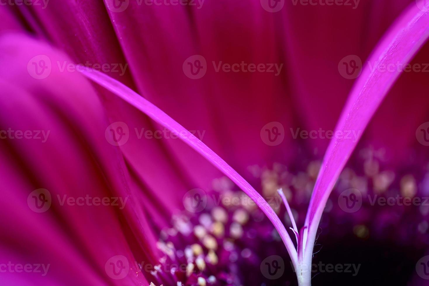 macro di gerbera da vicino foto