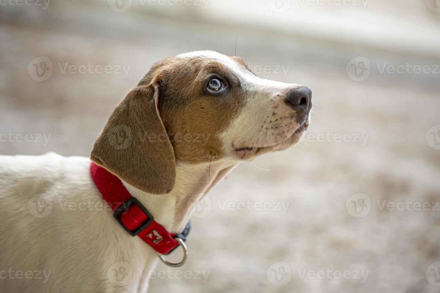 giovane jack russell terrier all'aperto guardando in alto. foto