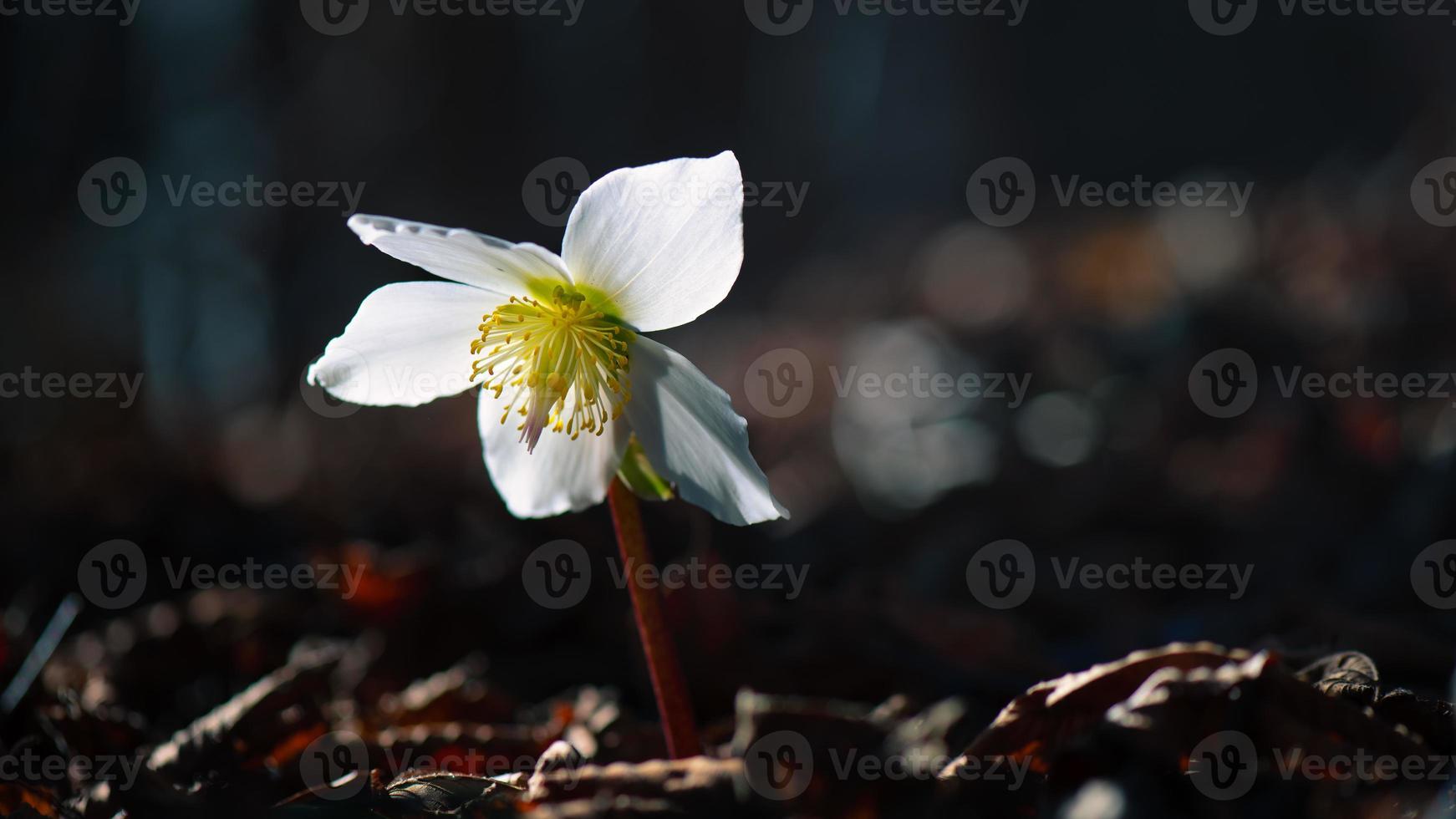 Helleborus fiore illuminato dal sole nei boschi foto