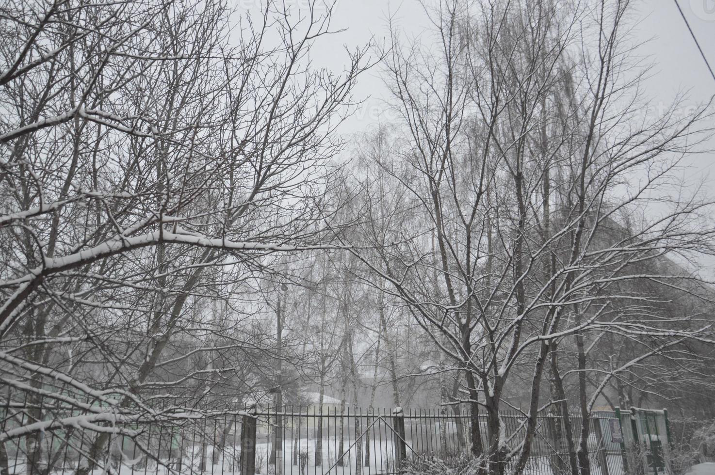 città innevata, alberi, animali quando nevicava foto