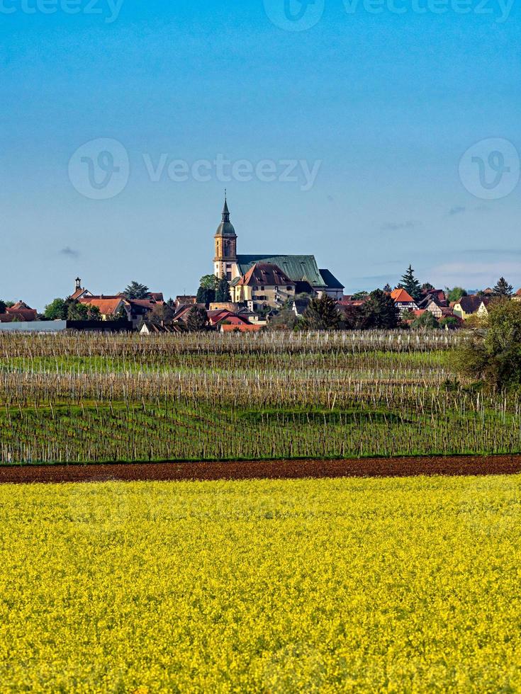 bellissimi campi gialli di colza, componente di biocarburanti, agricoltura in francia foto