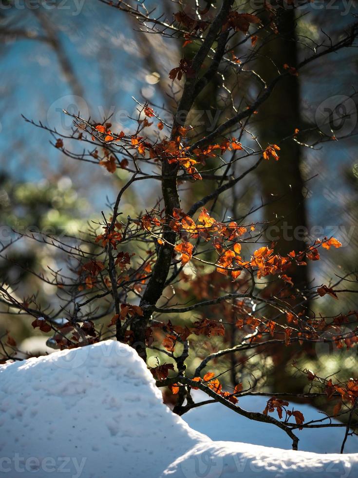 bella foresta innevata nelle montagne dei Vosgi. foto