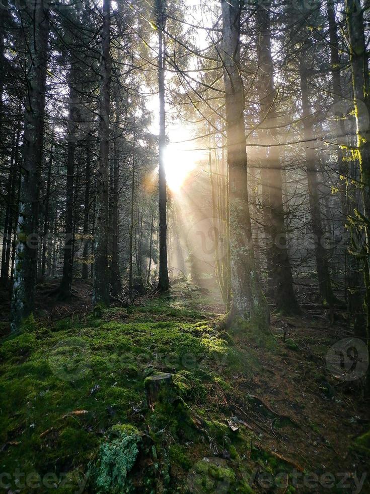 alba nella nebbiosa foresta autunnale foto