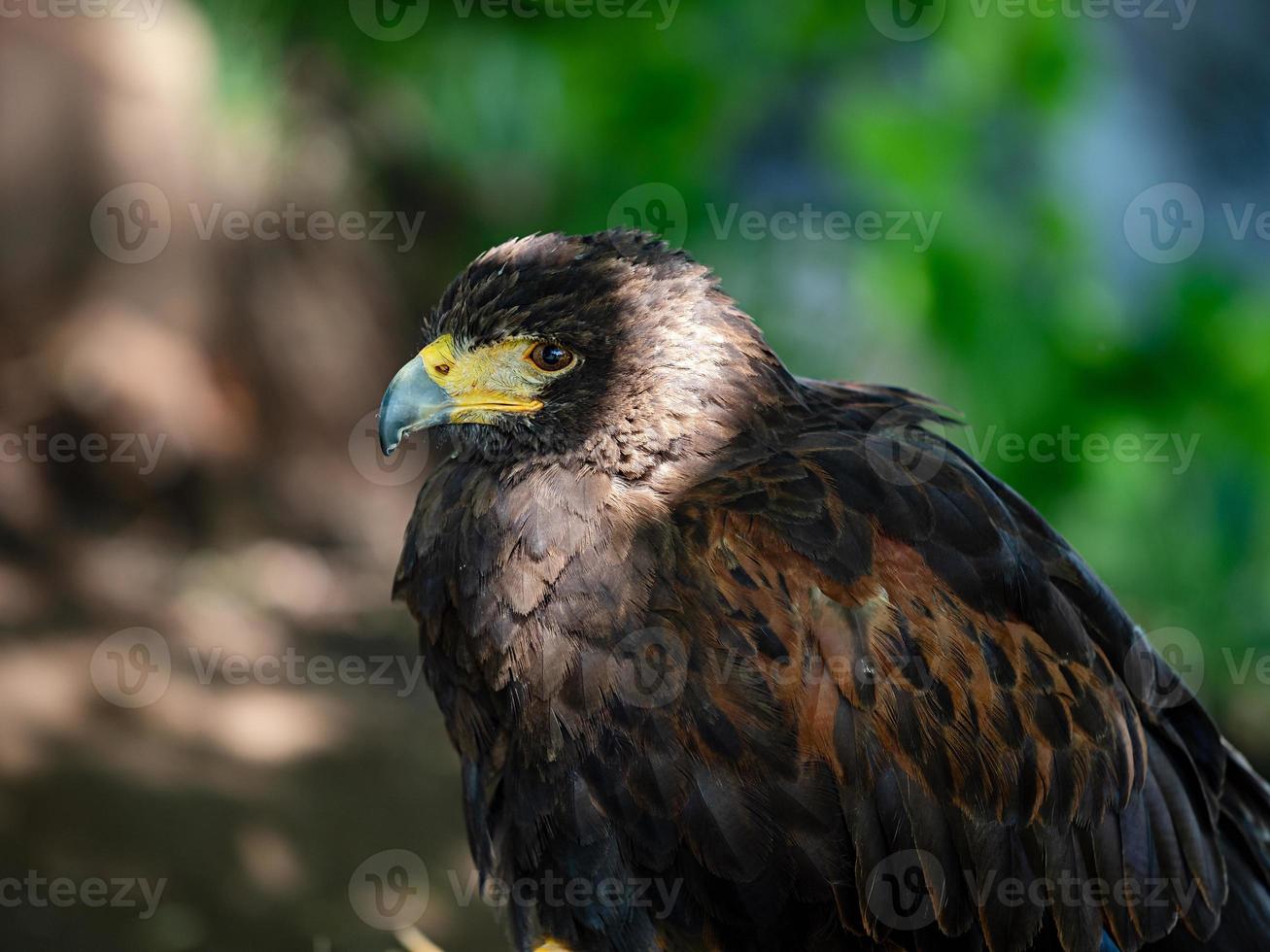 grande aquila ripresa da vicino della flora e della fauna dei Vosgi foto