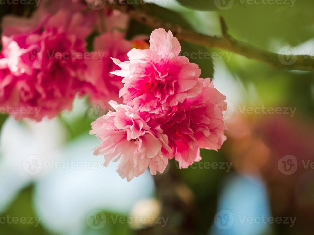 sakura blossom splendidi mazzi di fiori rosa. tempo soleggiato. strasburgo. il comfort e la bellezza di una giornata primaverile in un quartiere tranquillo della città. foto