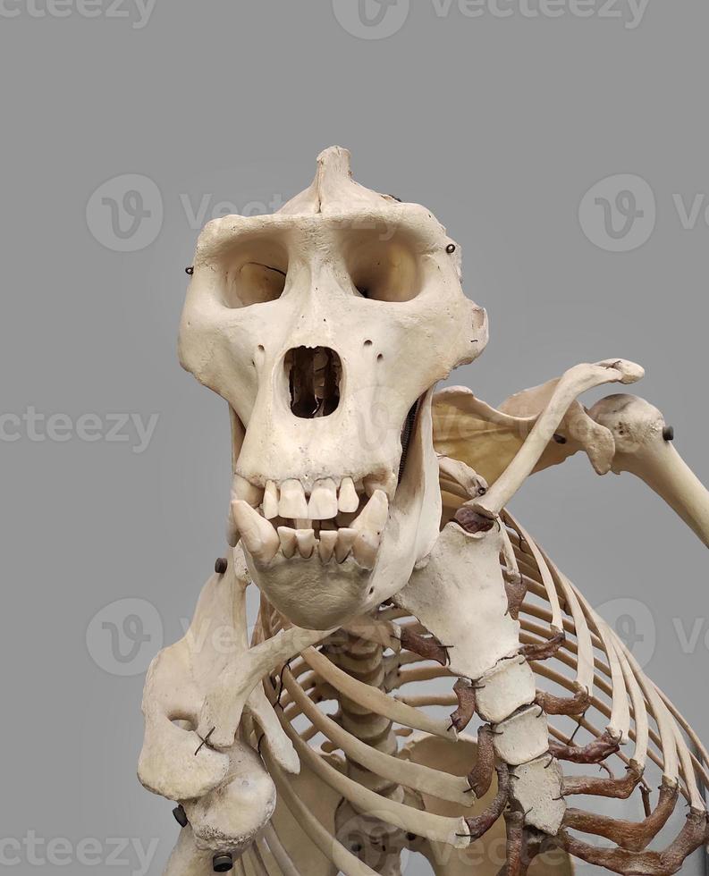 scheletro di gorilla maschio foto