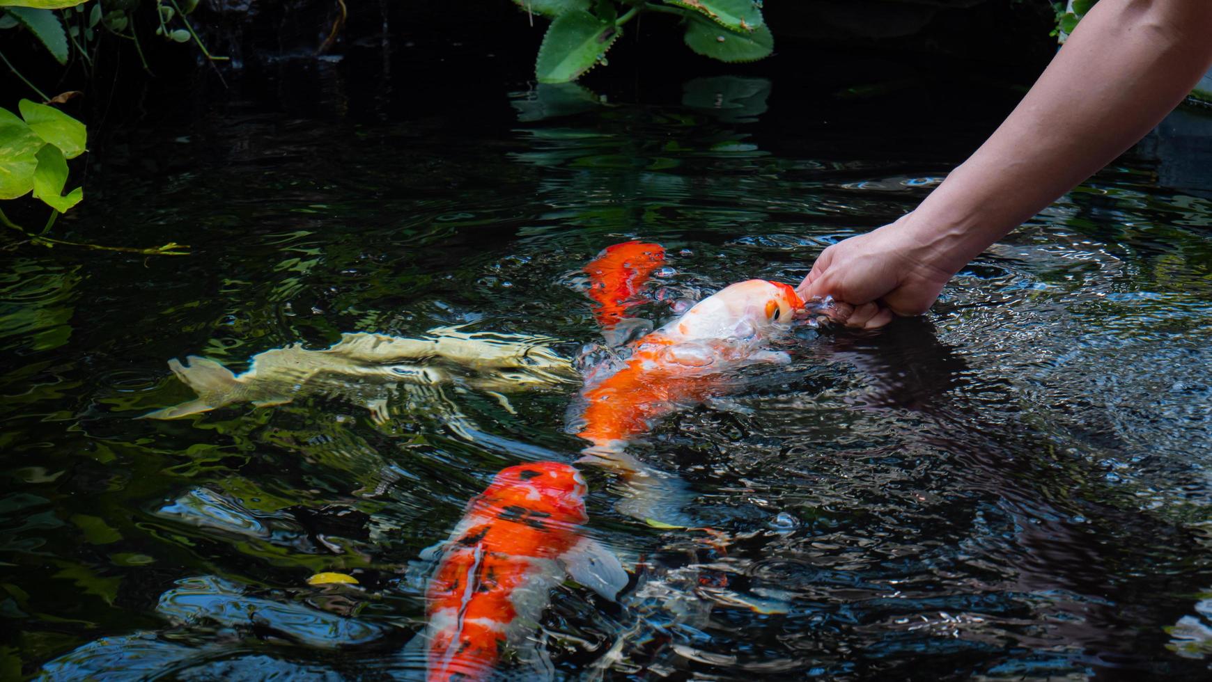 ragazza asiatica dai capelli neri alimenta a mano koi o carpe fantasia in un piccolo stagno nel cortile anteriore. pesce koi, animali domestici popolari per il relax o buona fortuna, credenze del feng shui foto