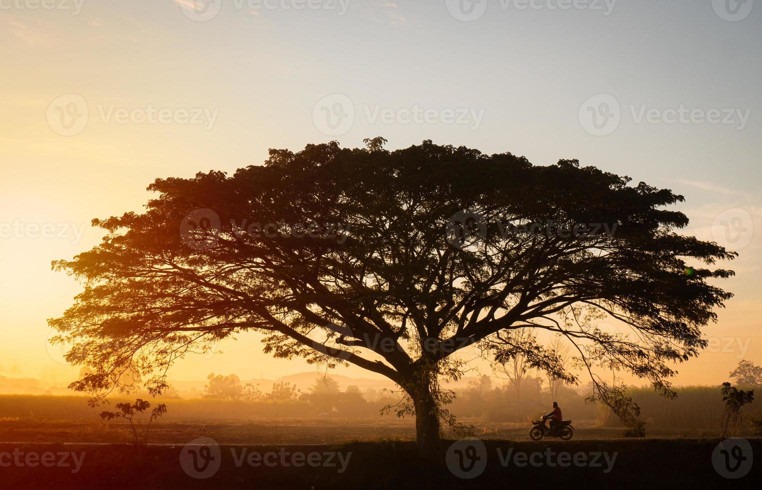 silhouette, grande albero, tentacolare, perfetto, sfondo del cielo la luce arancione del sole che sorge al mattino e una debole nebbia foto