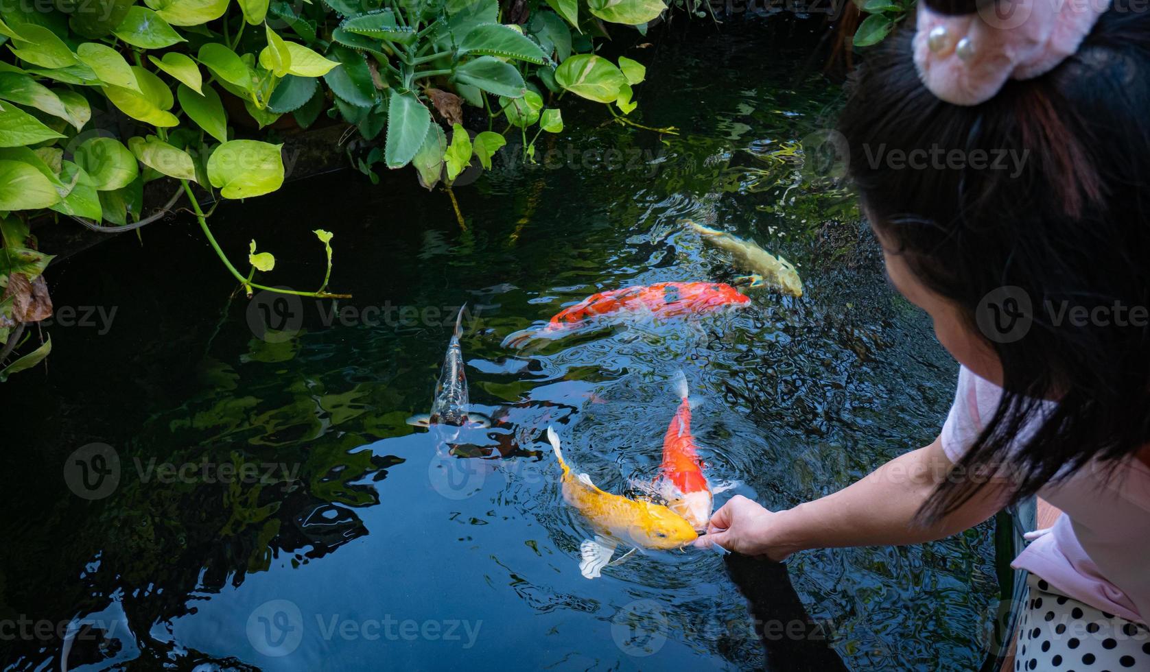 ragazza asiatica dai capelli neri alimenta a mano koi o carpe fantasia in un piccolo stagno nel cortile anteriore. pesce koi, animali domestici popolari per il relax o buona fortuna, credenze del feng shui foto