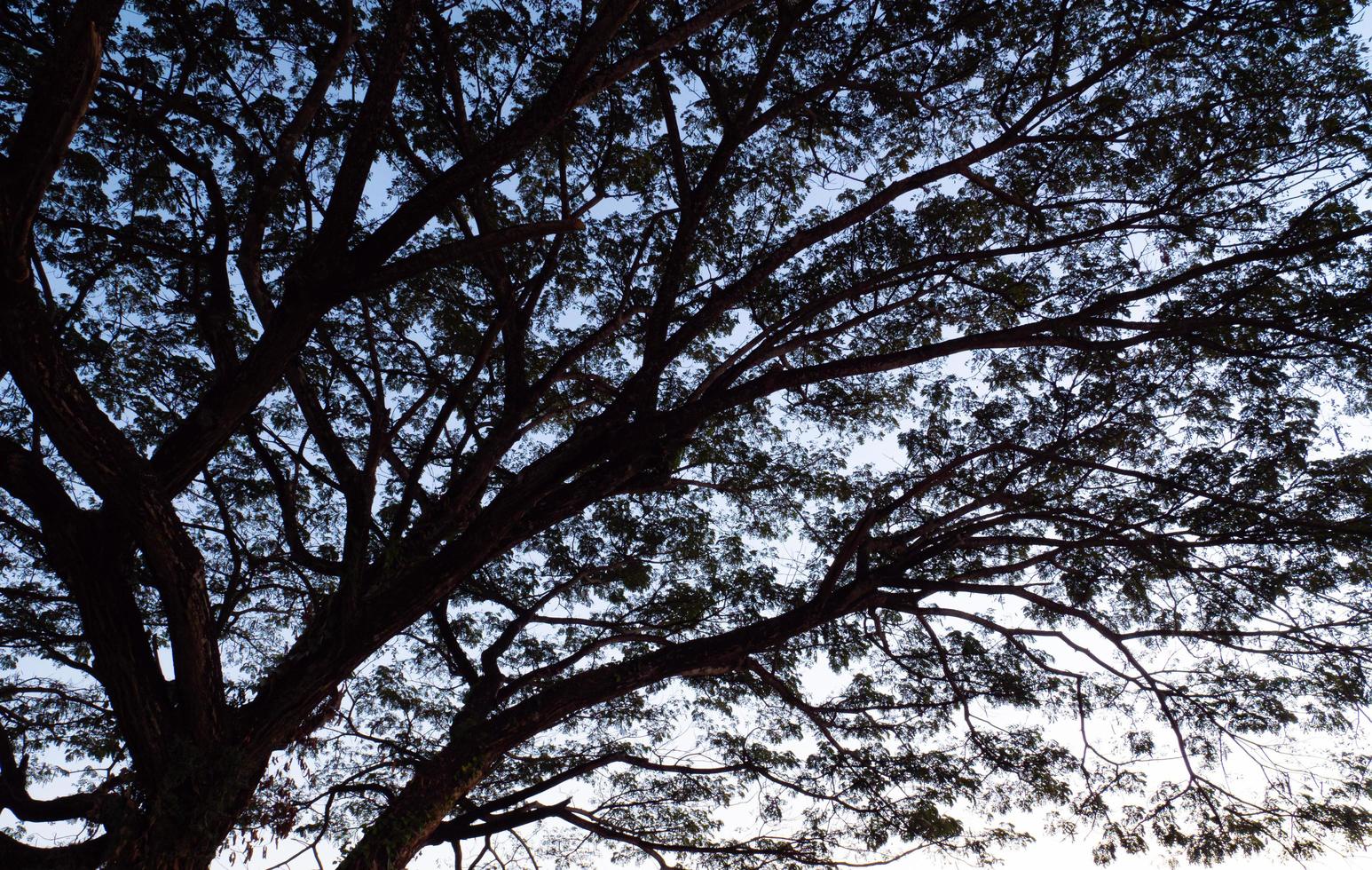 sagome, rami e steli di grandi alberi lo sfondo è il cielo del mattino. foto