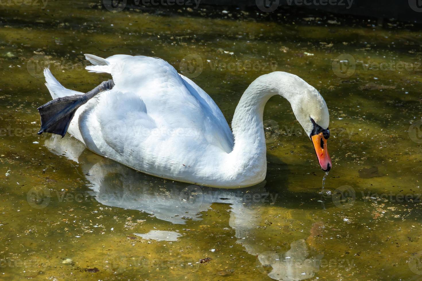 in una soleggiata giornata primaverile, un cigno nel parco foto