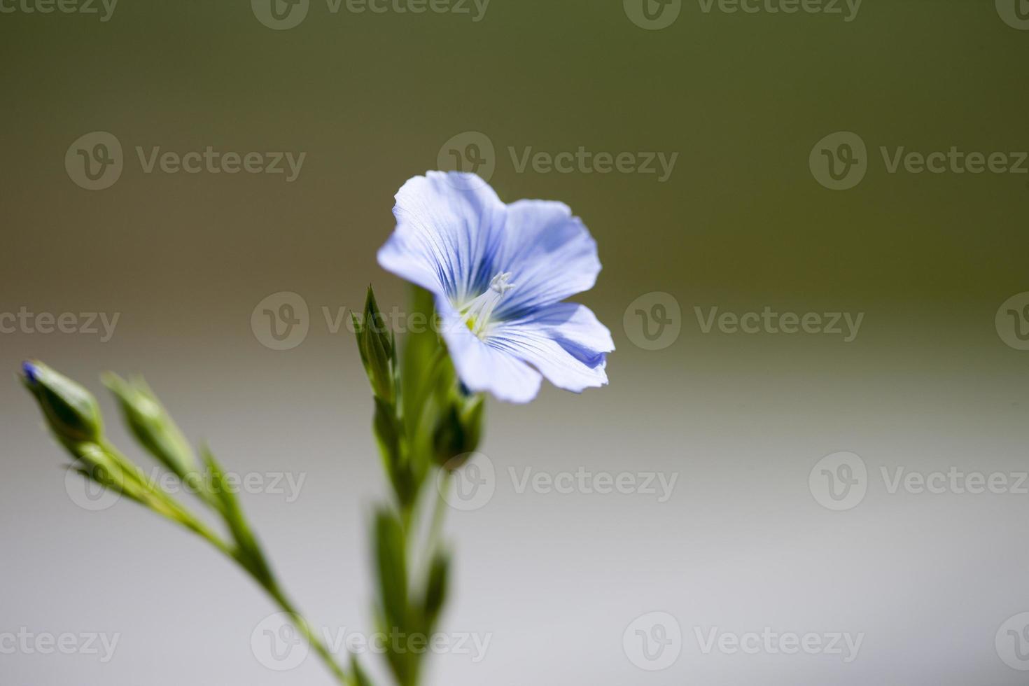 fiore di lino canada foto