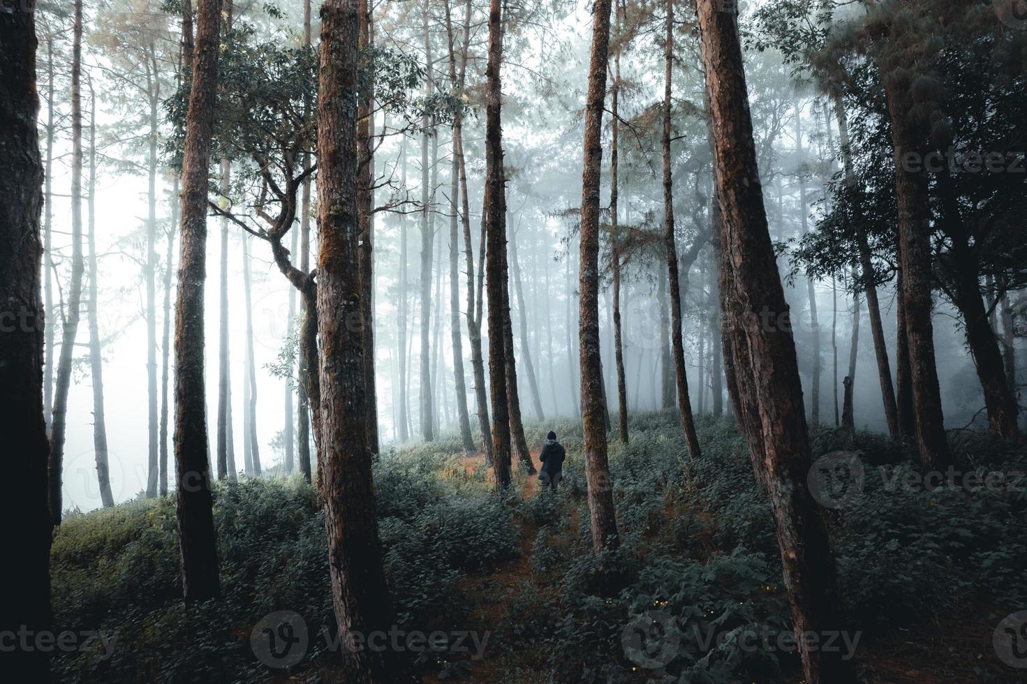 foresta nebbiosa e pini foto