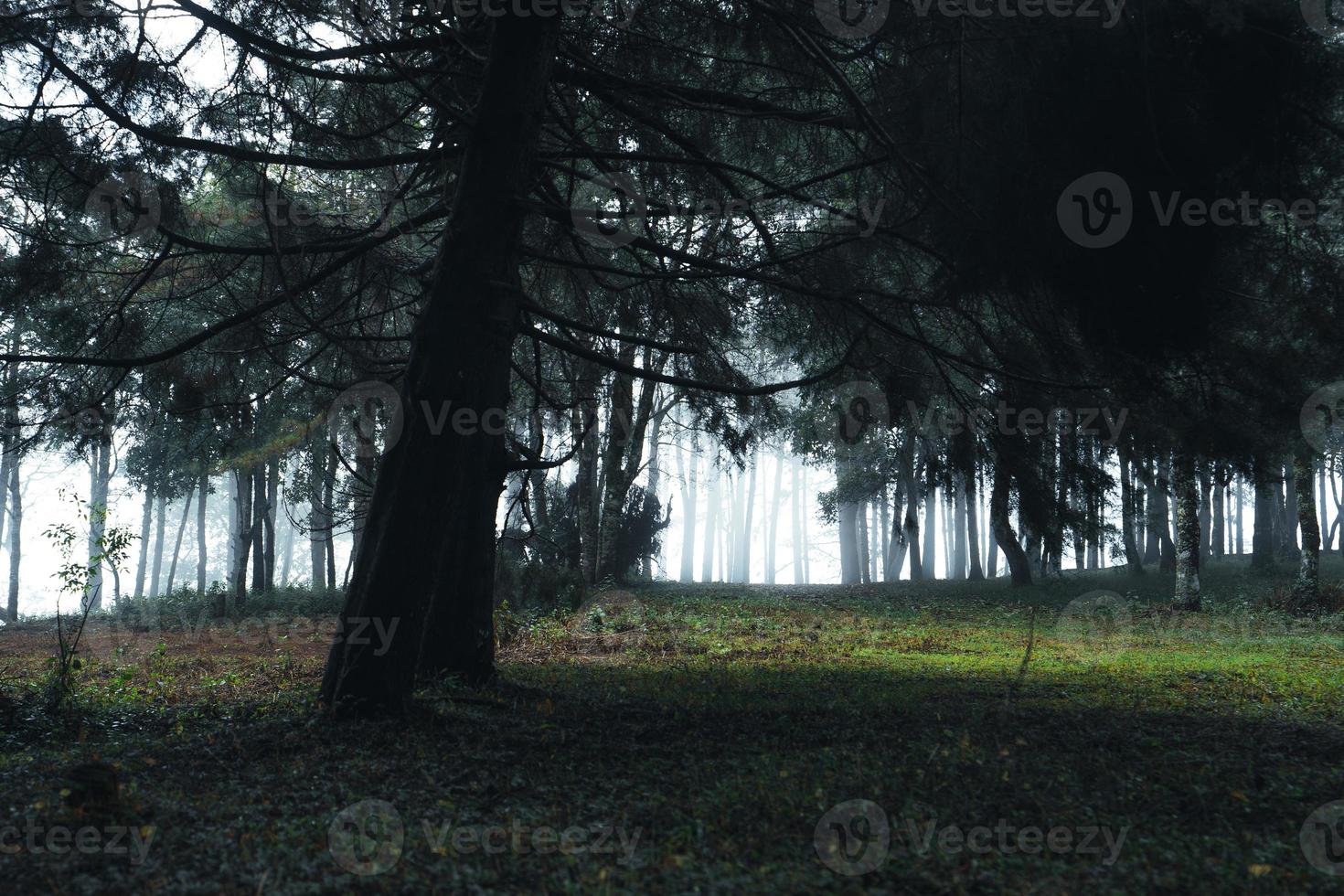 vecchi alberi e muschio nella foresta pluviale foto