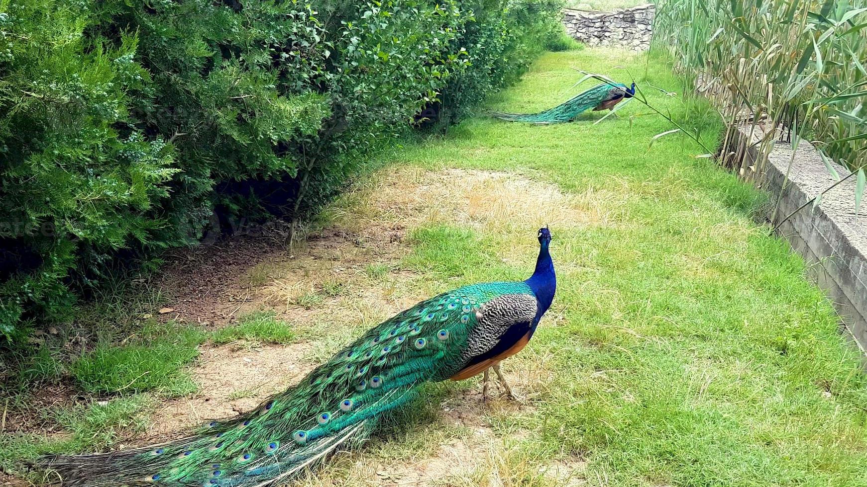 eleganti pavoni che passeggiano sul prato in un parco in bulgaria. foto