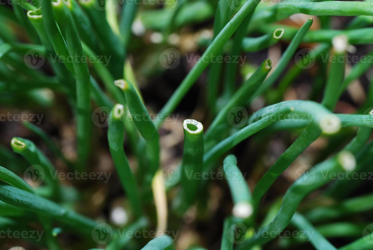 erba cipollina verde in giardino foto