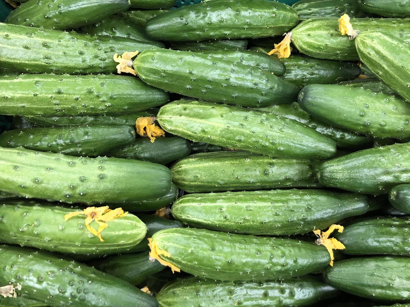 macro foto uova fresche verdi. stock illustrazione cetrioli verdi vegetali