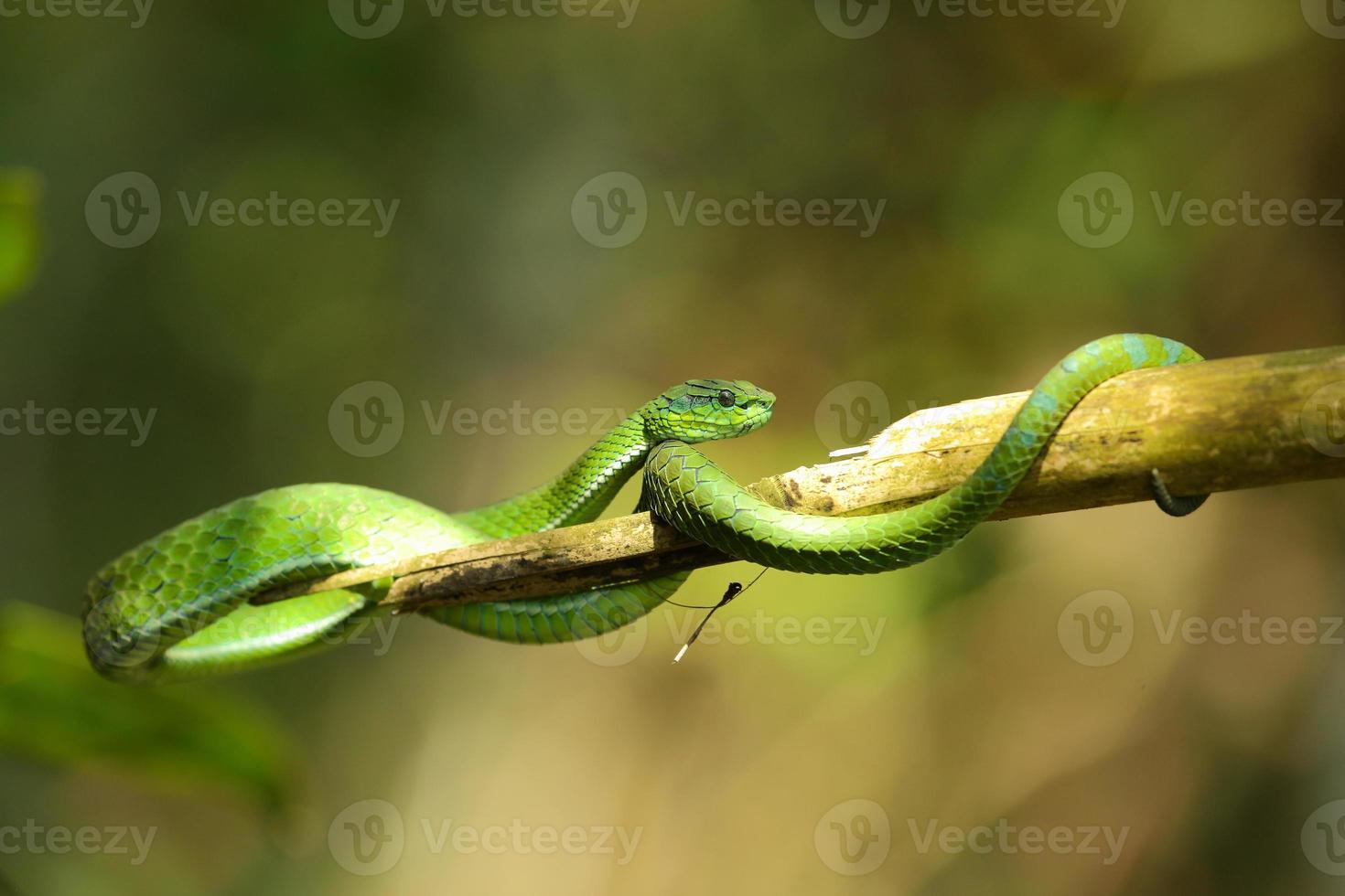 vipera delle ciglia in cattività foto