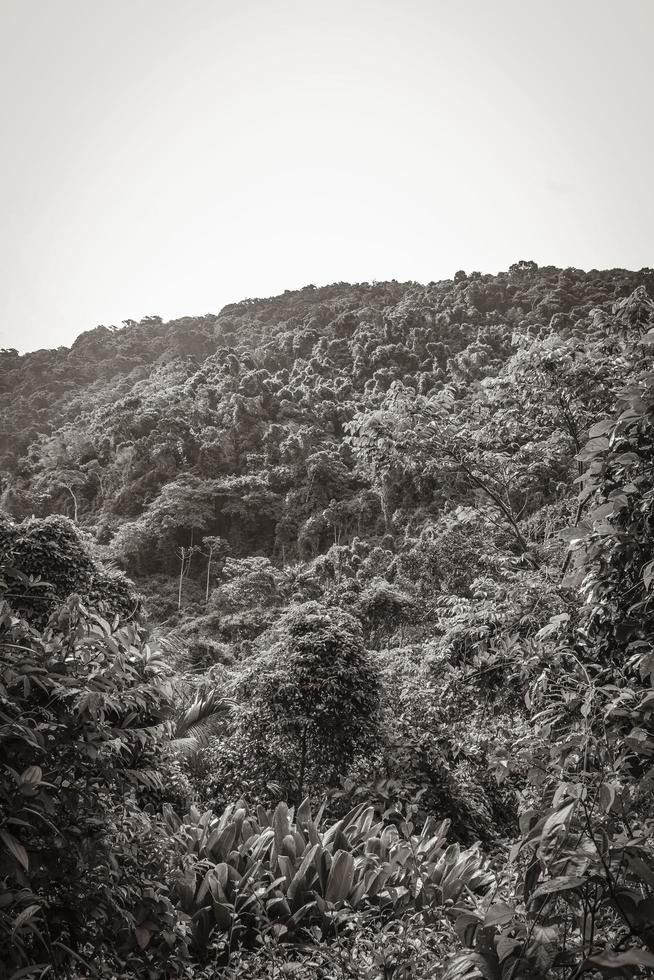 palme nella foresta tropicale naturale della giungla ilha grande brasile. foto