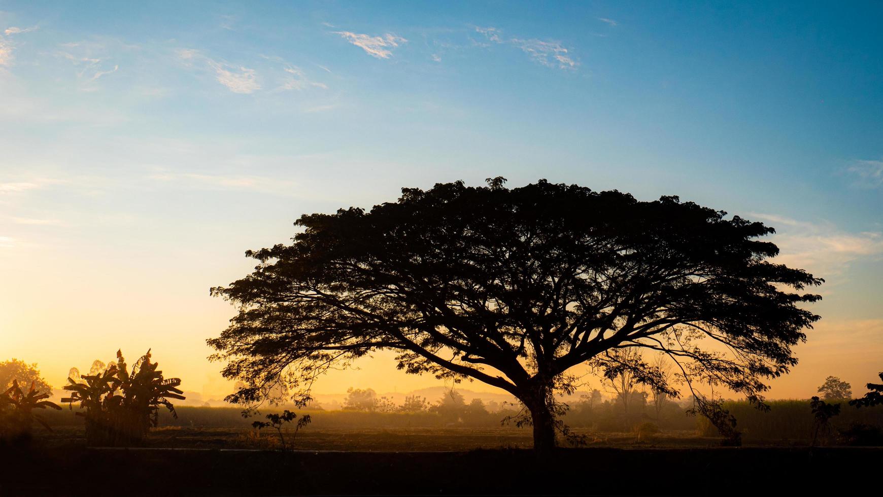 silhouette, grande albero, tentacolare, perfetto, sfondo del cielo la luce arancione del sole che sorge al mattino e una debole nebbia foto