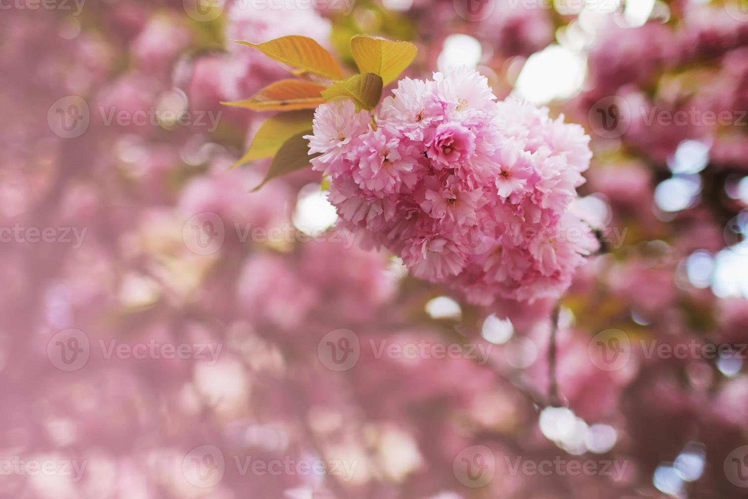 soft focus fiore di ciliegio o fiore di sakura sullo sfondo della natura. fiore di sakura foto