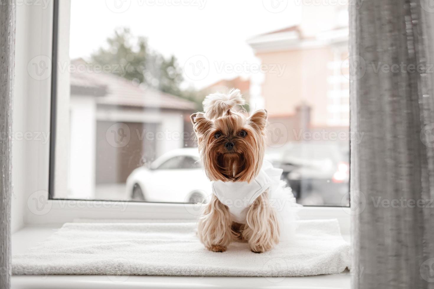 Yorkshire terrier in abito bianco. carino cane vestito per la sposa di nozze seduto su uno sfondo bianco della finestra. foto