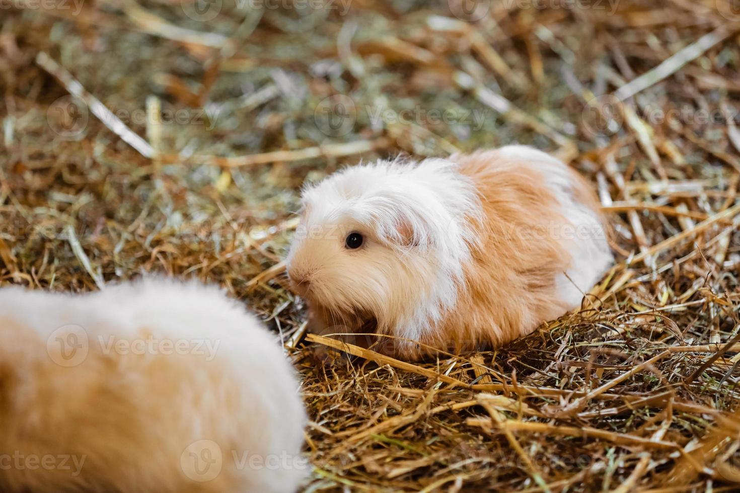 primo piano carino porcellino d'India rosso e bianco. piccolo animale domestico nella sua casa. cavia nel fieno. messa a fuoco selettiva foto