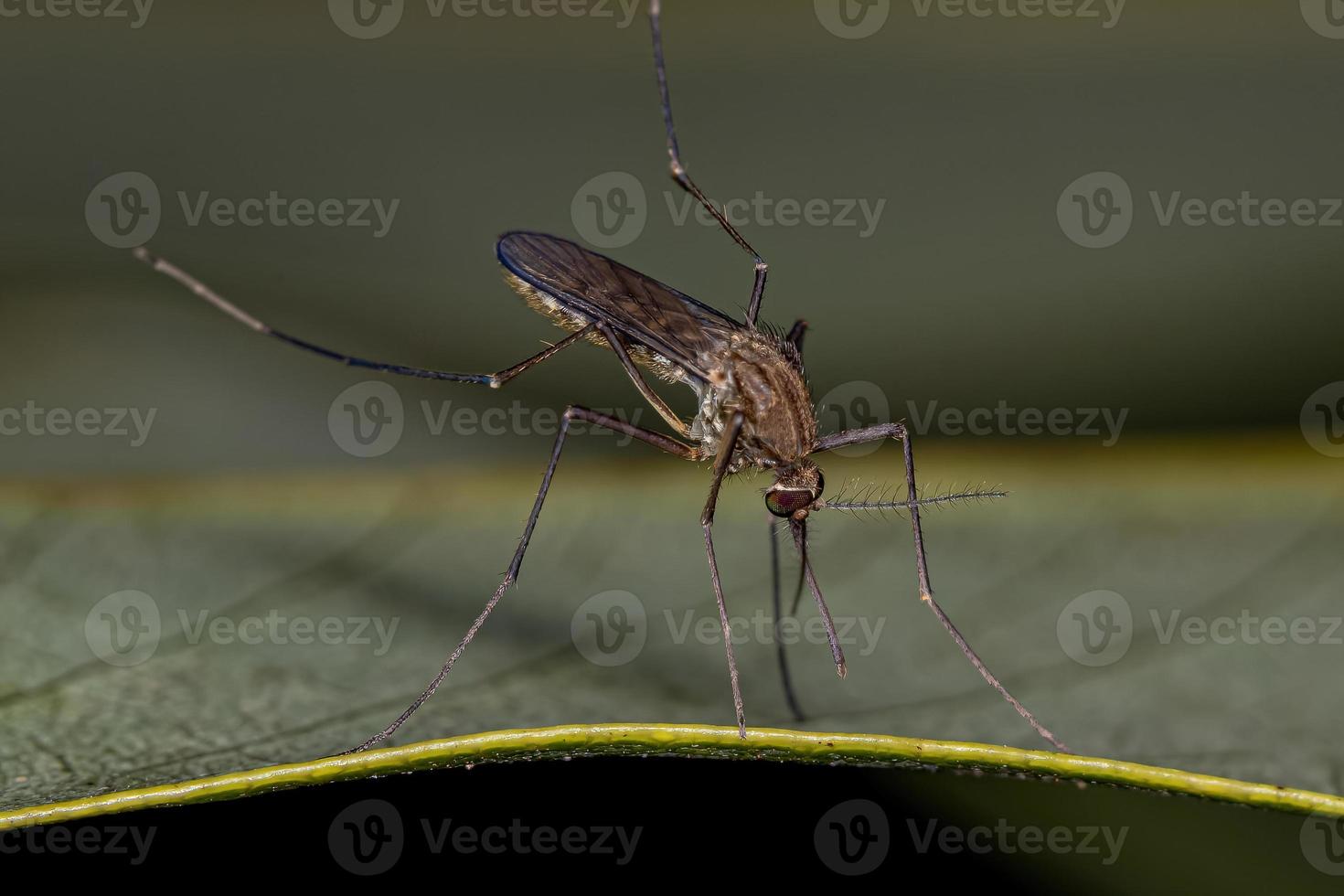 insetto zanzara culicine femmina adulta foto