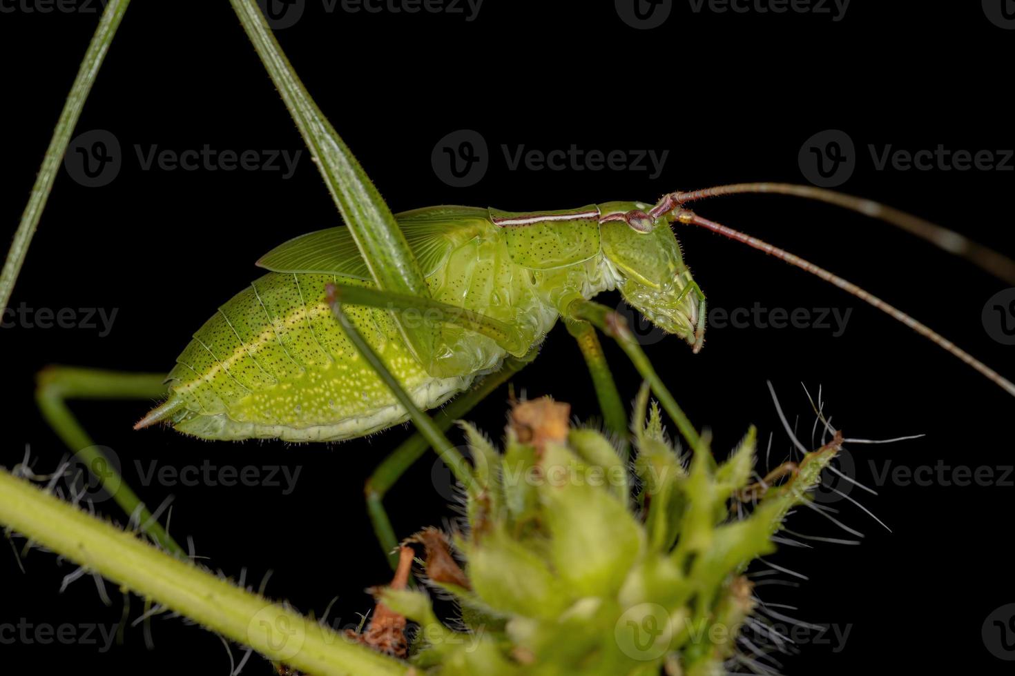 faneropterina adulta katydid foto