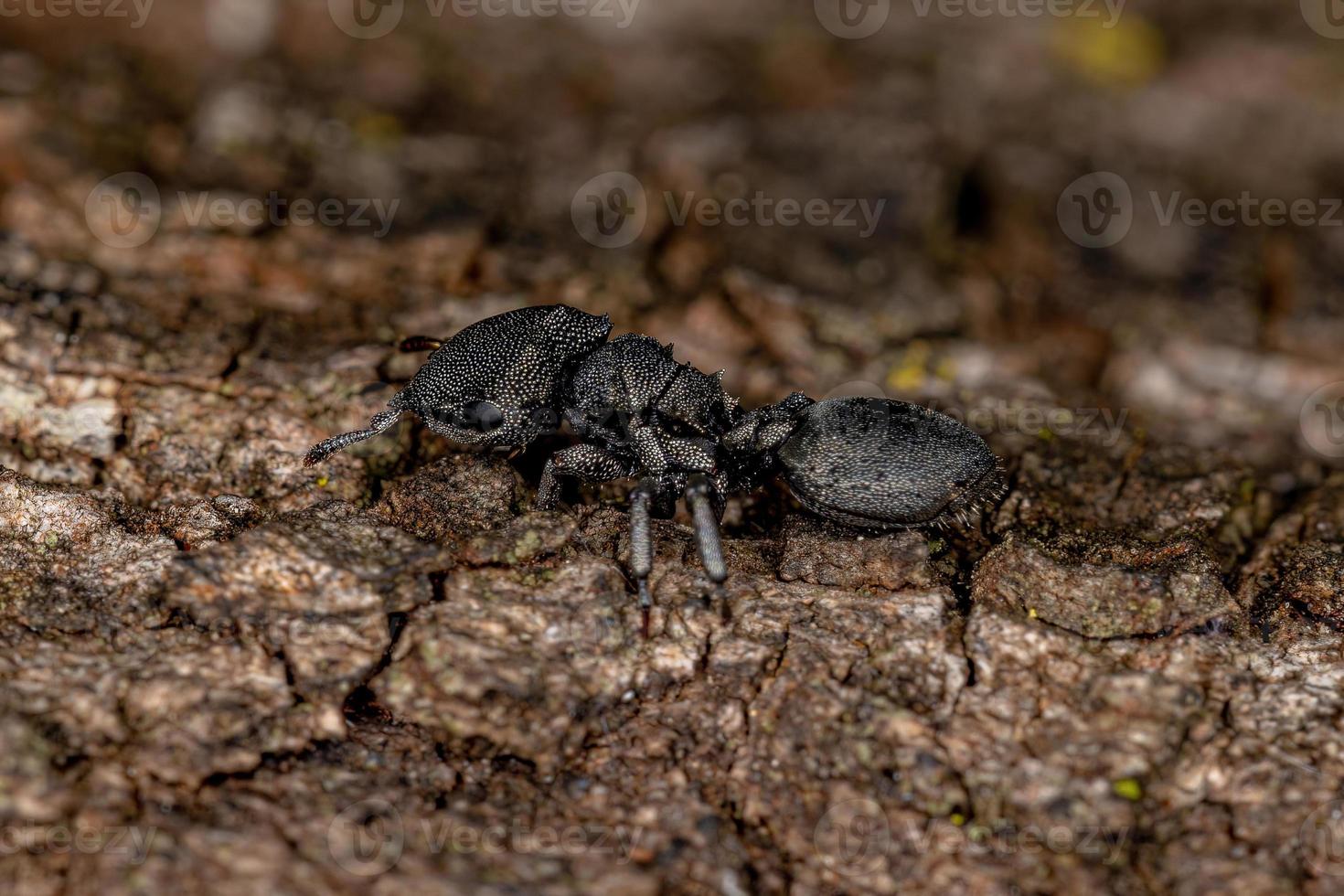 formica tartaruga adulta foto