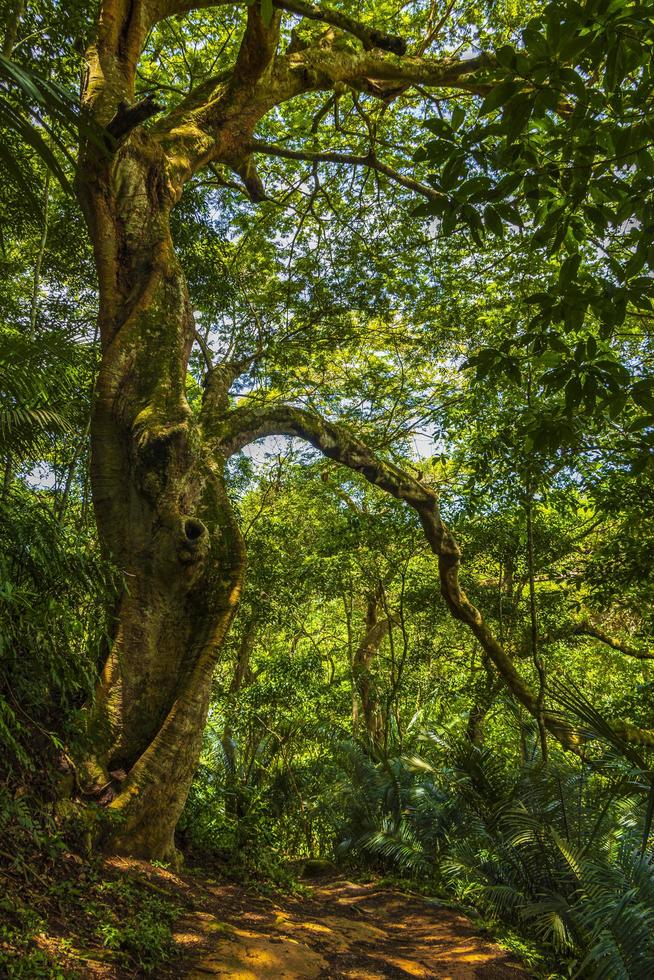 grande albero nella foresta tropicale naturale della giungla ilha grande brasile. foto