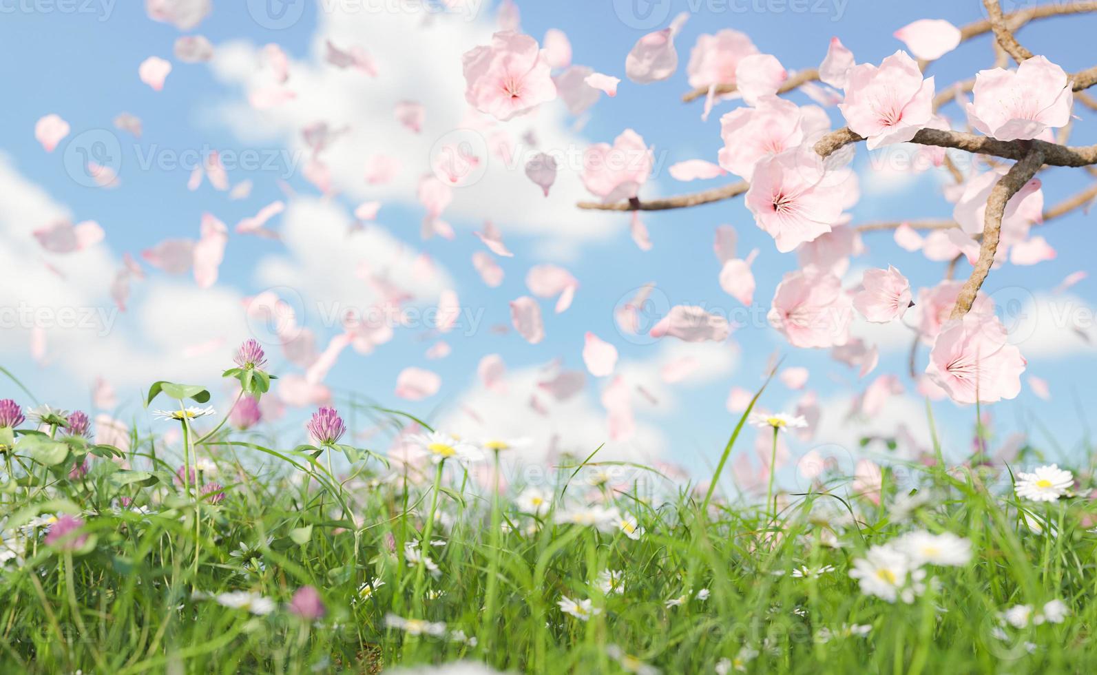 primo piano del prato primaverile e dei fiori di ciliegio foto