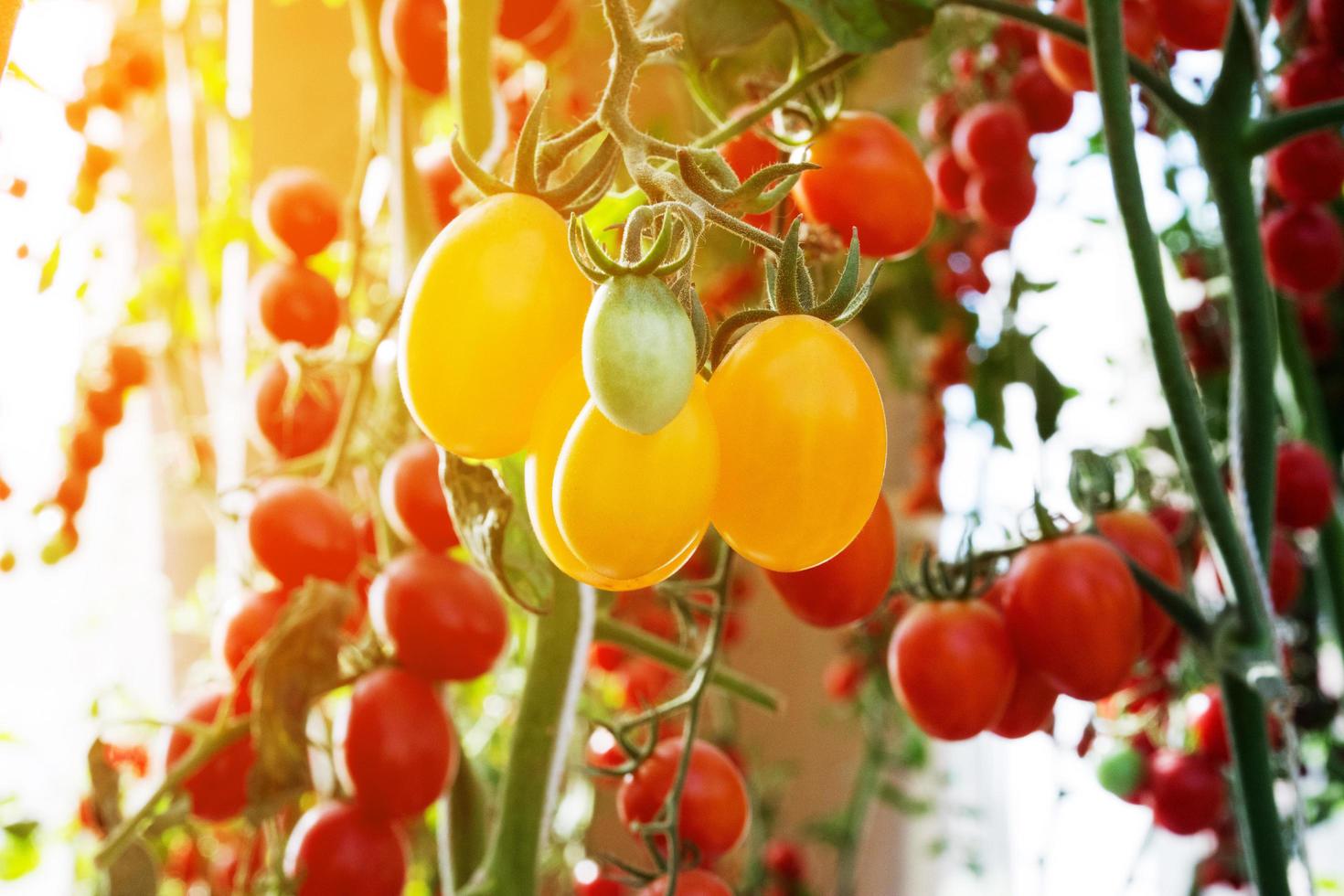 pomodori in giardino,orto con piante di pomodori rossi. pomodori maturi su una vite, che cresce su un giardino. pomodori rossi che crescono su un ramo. foto