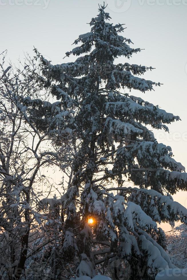 rami degli alberi coperti di neve pesante al tramonto. bellissimi alberi innevati in montagna. uno spesso strato di neve copre i rami degli alberi nella foresta. foto