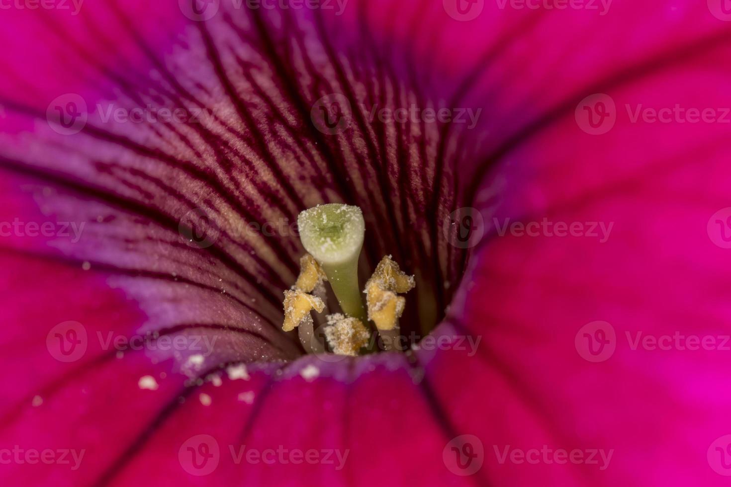 fiori rosa brillante di penutia su uno sfondo verde in una fotografia macro di una giornata di sole. foto