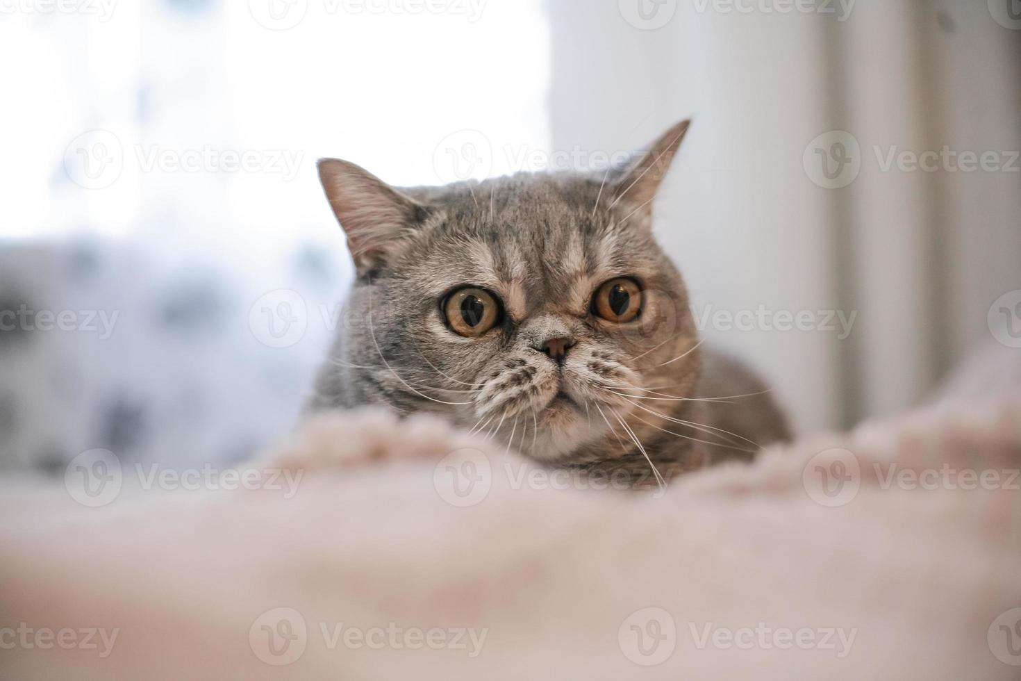 un nobile gatto orgoglioso giace sul divano. scottish fold shorthair con pelliccia bianca e grigia, con copyright per il tuo testo personalizzato. foto