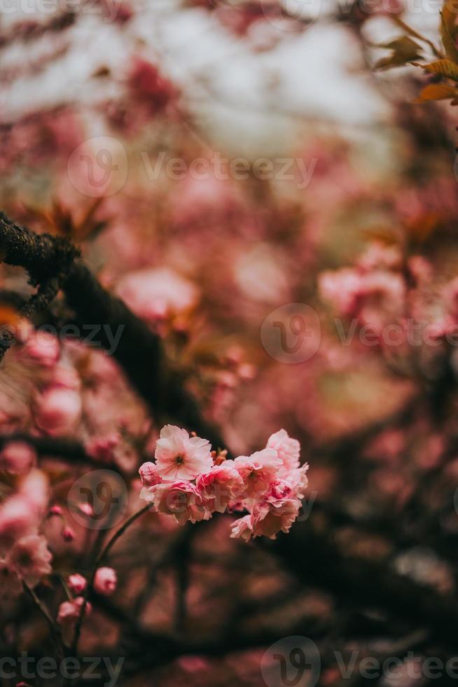 sakura giappone fiorisce la primavera foto