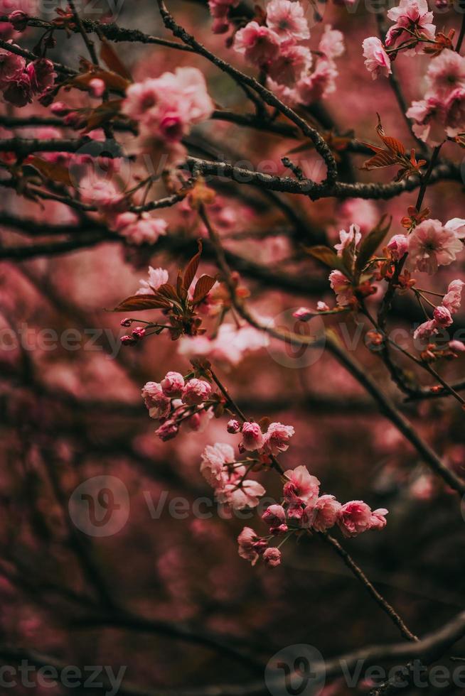 sakura giappone fiorisce la primavera foto