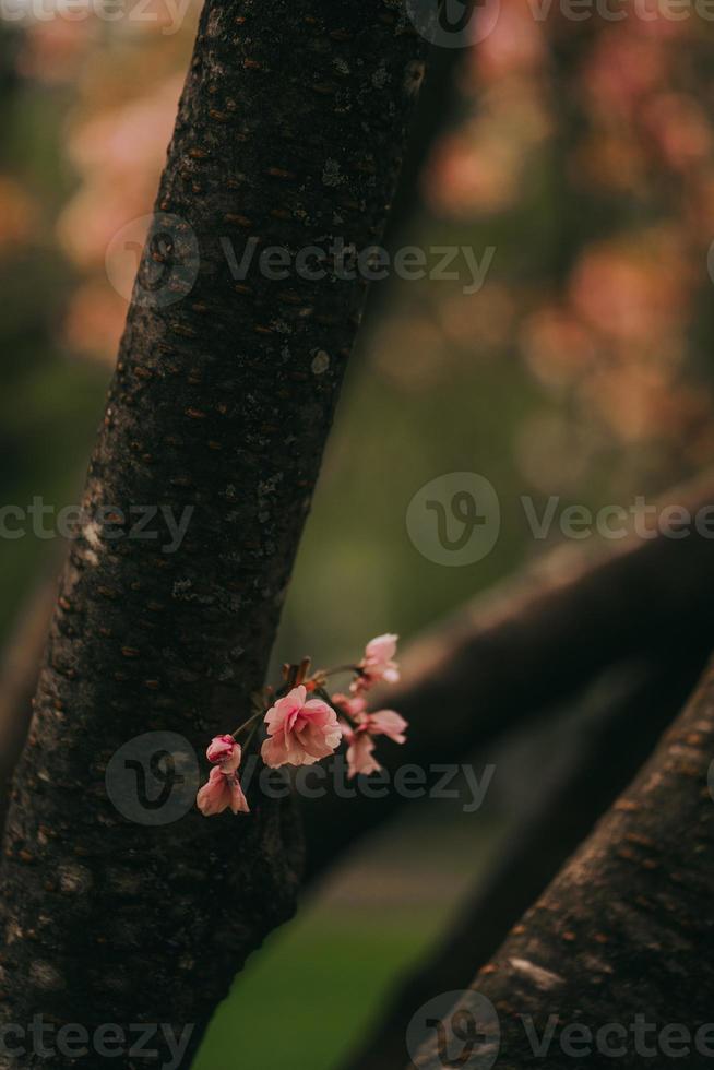 sakura giappone fiorisce la primavera foto