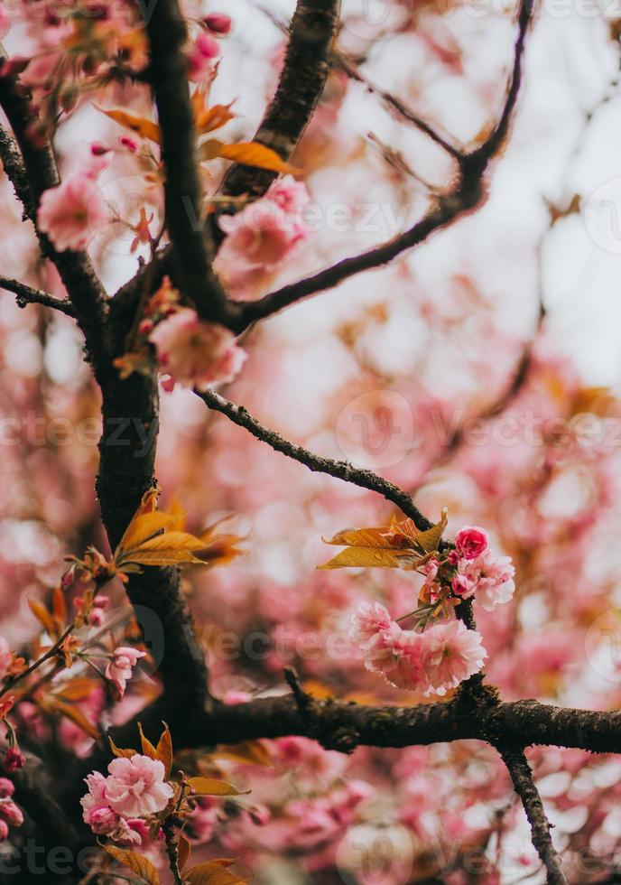 sakura giappone fiorisce la primavera foto