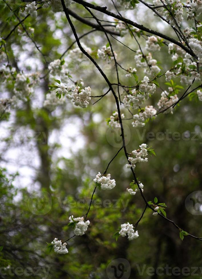 sakura giappone fiorisce la primavera foto