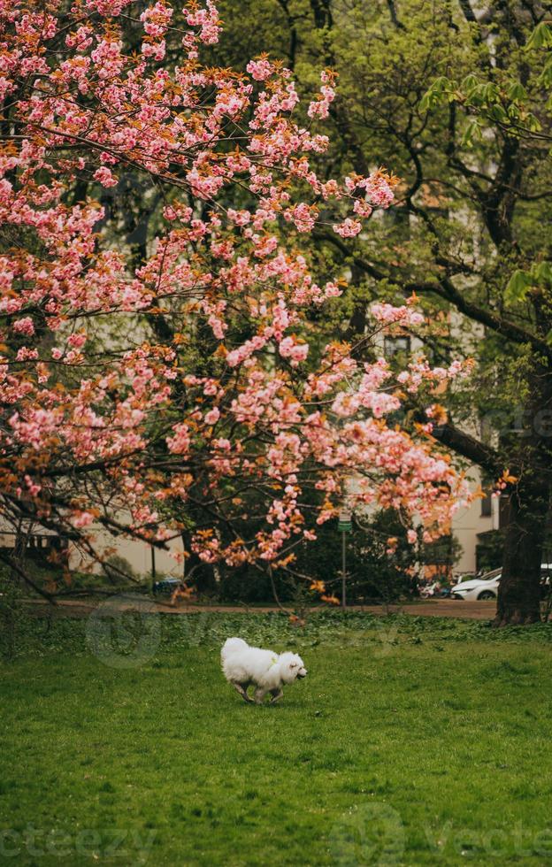 sakura giappone fiorisce la primavera foto