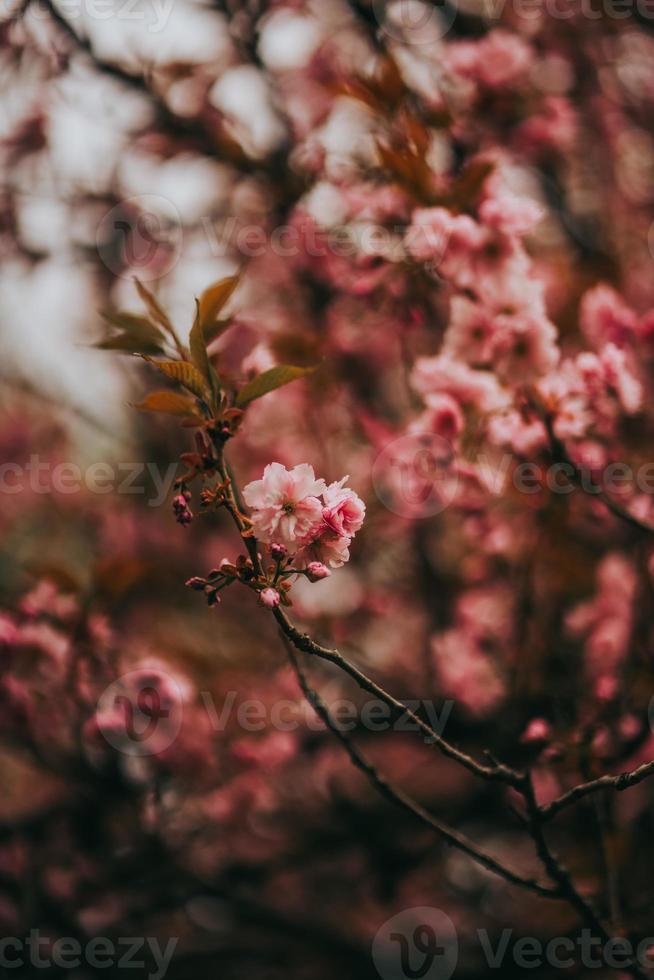 sakura giappone fiorisce la primavera foto