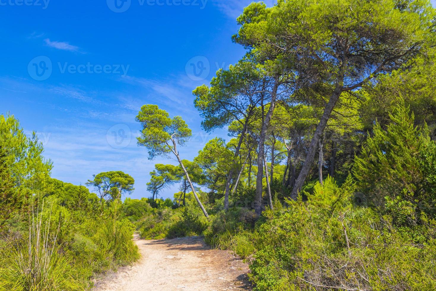 percorso di trekking paesaggio forestale naturale può picafort maiorca spagna. foto