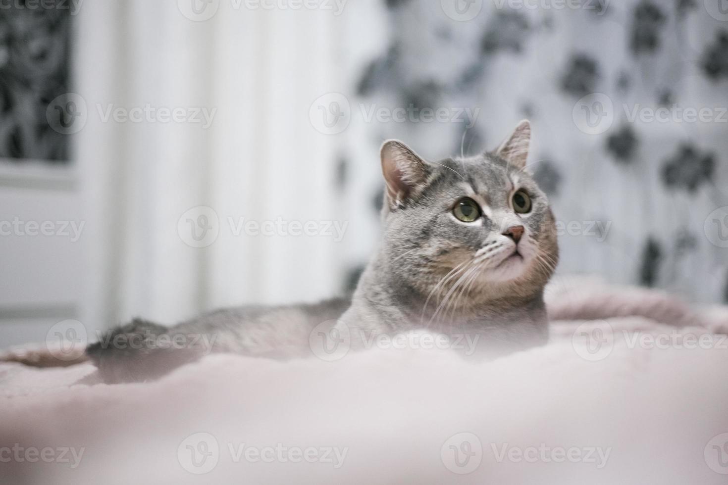 un nobile gatto orgoglioso giace sul divano. scottish fold shorthair con pelliccia bianca e grigia, con copyright per il tuo testo personalizzato. foto