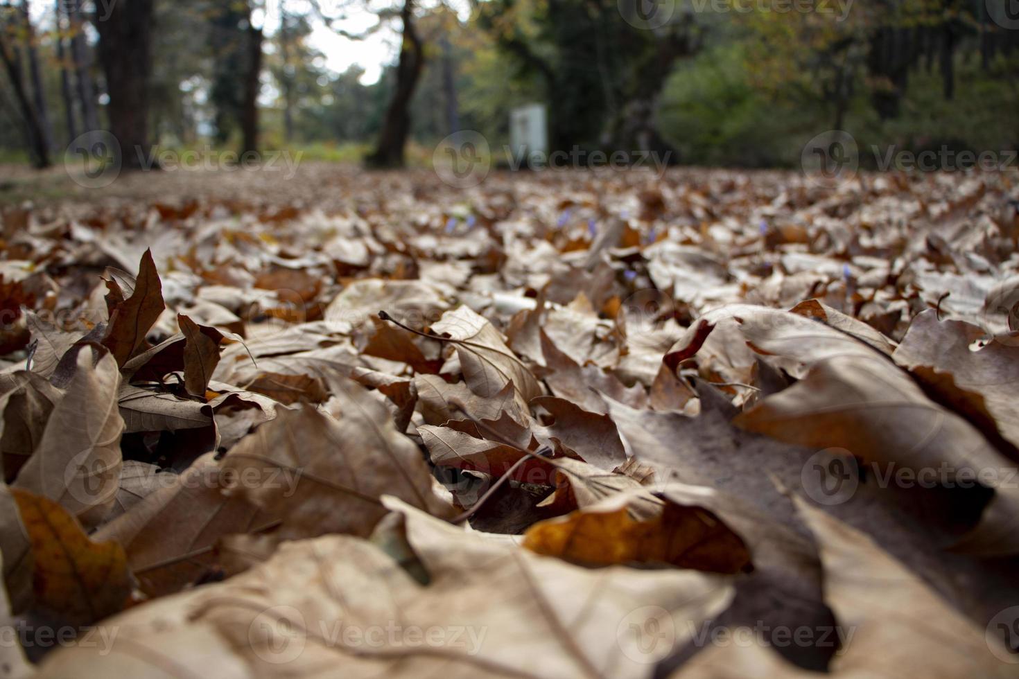 foglie cadute nella foresta profonda. foglie secche nel terreno della foresta. autunno nella foresta. bella foresta e paesaggio. foto