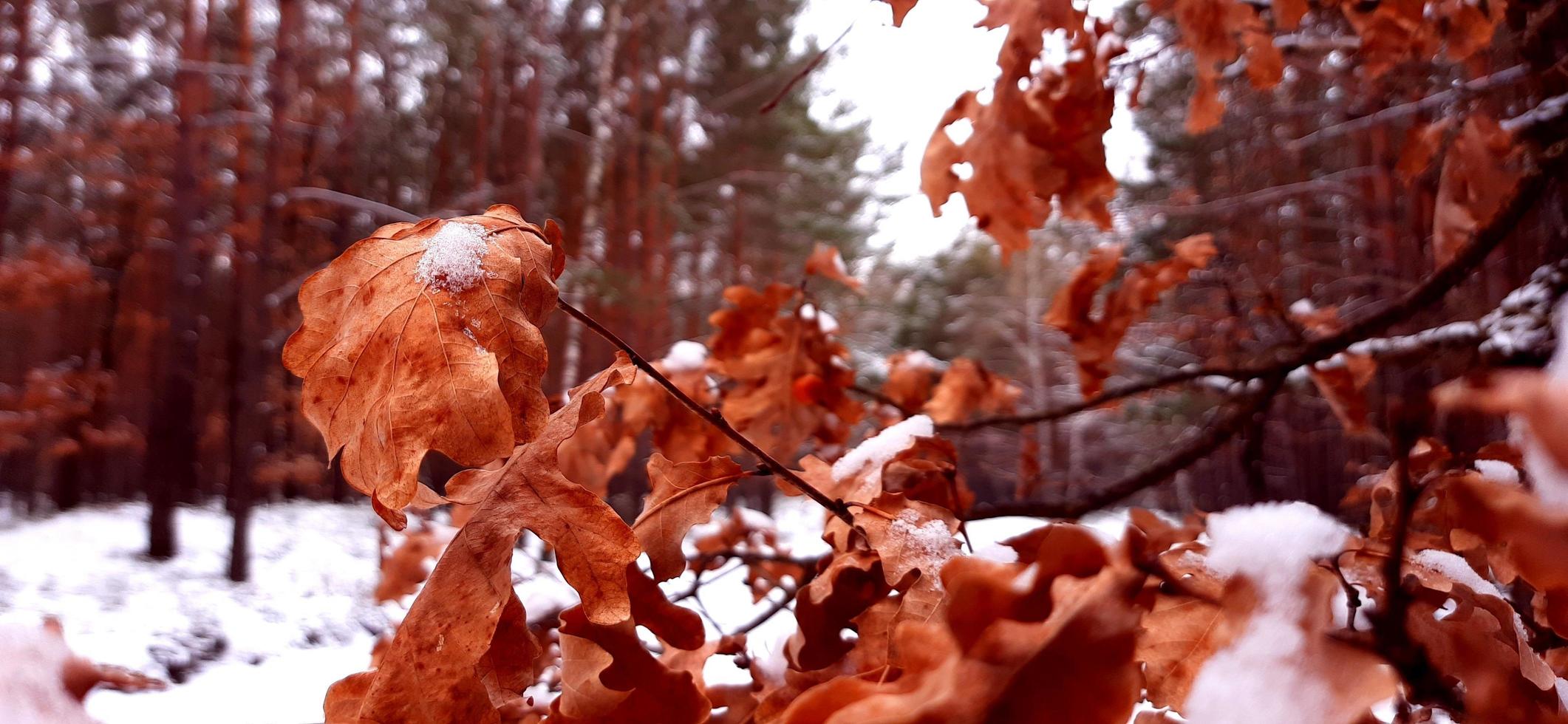 sfondo, inverno, natura, giorno di neve, strada buia, macro, albero della foresta. foto